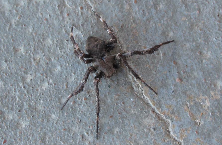 Araneus sp. (A. circe o A. angulatus)